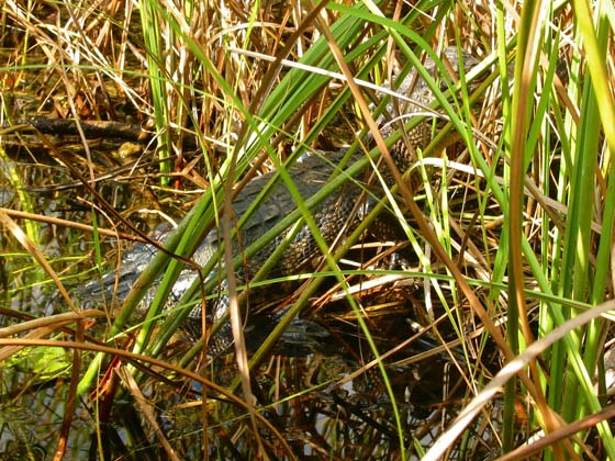 Baby alligator hidden in the plants
